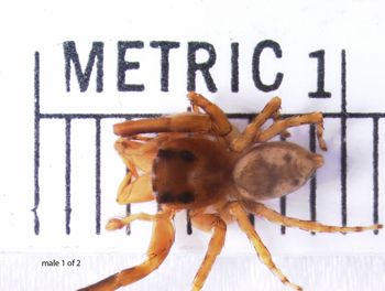 Media type: image; Invertebrate Zoology 22010